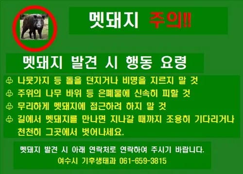 멧돼지 활동 증가 겨울철, 여수시 시민 안전 관리 비상